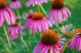Echinacea